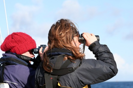 Researchers keep a diligent watch for any sign of cetacean activity